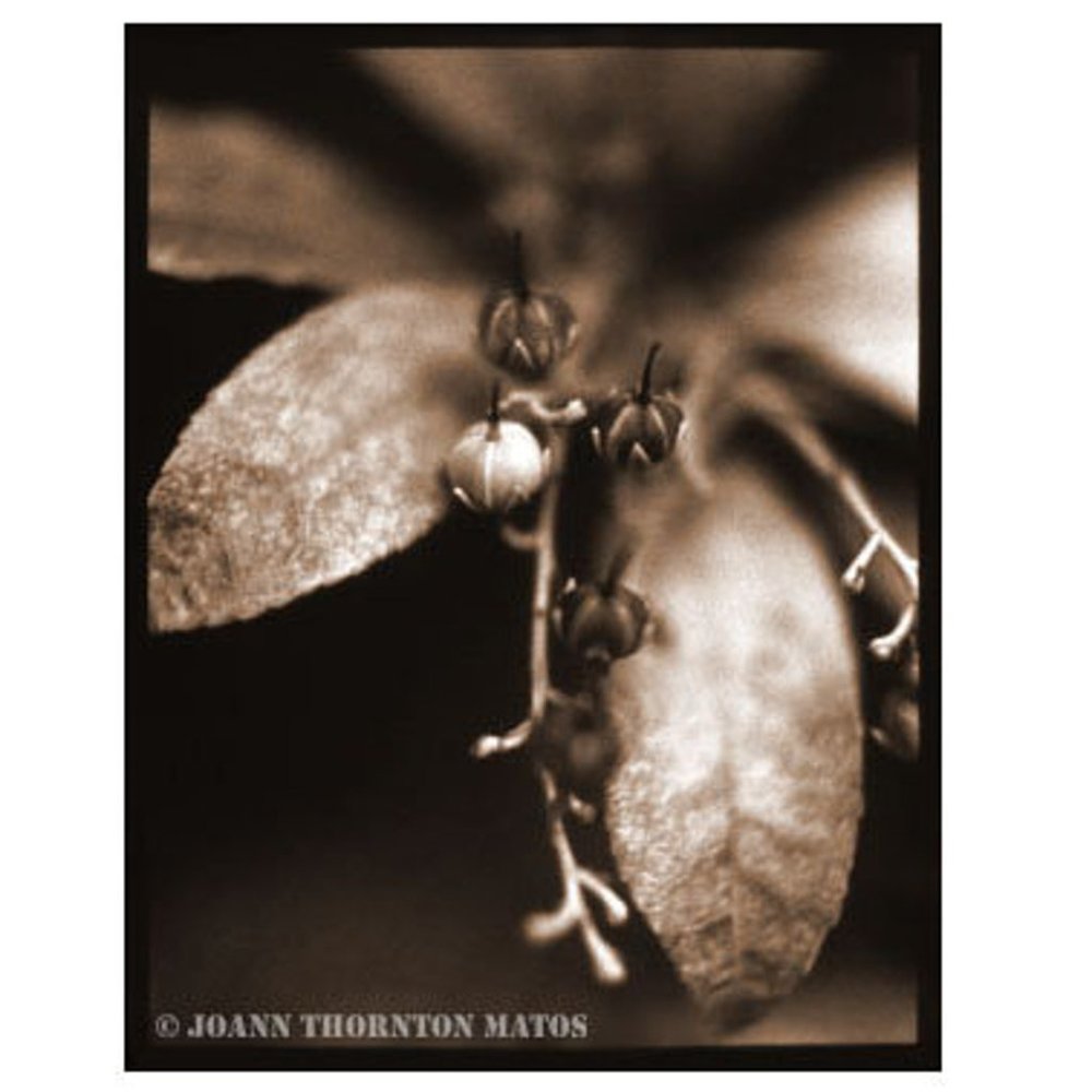 "Pieris Japonica", Flower Macro Fine Art Photo Print 20x 16"